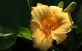 Check spelling or type a new query. How To Plant Stella De Oro Daylilies Miss Chen Garden Manage Gfinger Is The Best Garden Manage App