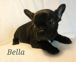 How much do purebred french bulldogs cost? French Bulldogs Mecham Family Kennels