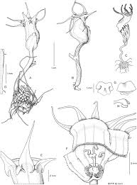 Image result for Caloncoba crepiniana