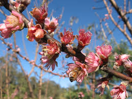 I was so pleased to see them. Fruit Trees Pictures Of Flowering Fruit Trees