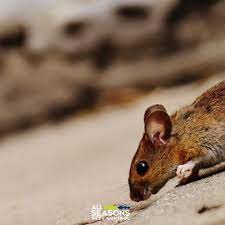 When you hire greenix pest control for flea, tick, and mosquito treatment, you get 48 hour guarantees, complimentary 20 point inspections, four. All Seasons Pest Control Pest Control Rapid City Sd Phone Number Yelp