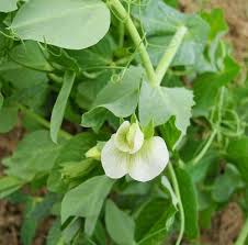 Maybe you would like to learn more about one of these? How To Identify The 27 Most Common Vegetable Plants