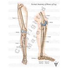 The bones of the foot are divided into anterior region, posterior region, dorsal region, plantar region, distal region, proximal region, medial region, and lateral region. Stock Lower Limb Orthopedic Illustrated Verdict