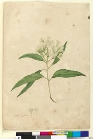 Image result for Eucalyptus paniculata