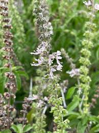 Image result for Ocimum americanum