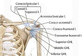 Muscles move the bones by pulling on the tendons. Shoulder Ligaments Shoulderdoc