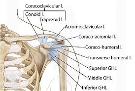 Shoulder joint of human body anatomy infographic diagram with all parts including bones ligaments muscles bursa cavity capsule cartilage membrane for medical science education and health care. Shoulder Ligaments Shoulderdoc