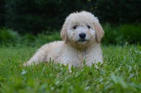 I wanted to share a couple of pictures with you of poppy. Best Goldendoodles