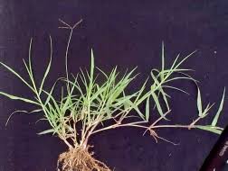 Image result for Cynodon aethiopicus