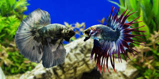 Ikan cupang (betta sp.) adalah ikan air tawar dari daerah tropis. Berapa Sebaiknya Ukuran Akuarium Ikan Cupang Halaman All Kompas Com