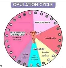 The best time to conceive is around the time you ovulate. How To Preselect Baby Gender And Ovulation Calculation Home Facebook