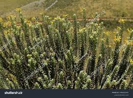 Image result for Phymaspermum
