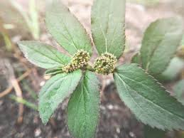 Mungkin bila dengar namanya, ramai yang yang tidak kenal. Lading Emas Herba Pokok Susu Nabi Euphorbia Hirta L Euphorbiaceae