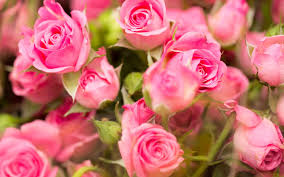 5 flower gardens in india. Wallpaper Pink Roses Flowers Close Up 2560x1600 Hd Picture Image