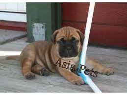 Bullmastiff Puppies Price In Chennai Bullmastiff Puppies For Sale In Chennai Bullmastiff Puppies For Sale Bull Mastiff Pets For Sale