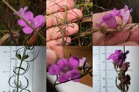 Image result for Geigeria filifolia
