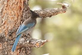 Image result for Cyanastrum johnstonii