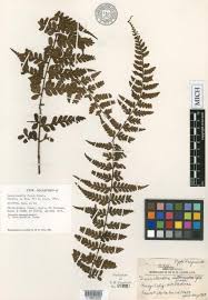 Image result for Blotiella bouxiniana