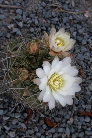 Image result for Gymnocalycium