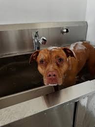 ✨❄️ Ruby's winter glow-up is giving pure golden magic! From fluffy to  fabulous