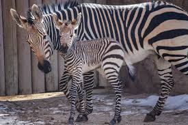 Meet Zion! Thank you so much for all of...