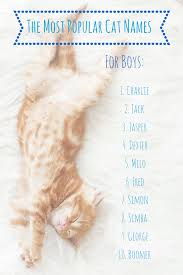 The Most Popular Cat Names In America Most Popular Cat Names Cat Names Boy Cat Names