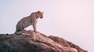 How to say …and a half in spanish. How To Talk About Animals In Spanish