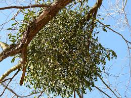Image result for images Mistletoe is a parasite