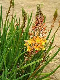 Bulbine frutescens is a species of flowering plant in the genus bulbine, native to southern africa (south africa, lesotho, swaziland). Bulbine Frutescens Orange 30 Seeds Tall Perennial Bees Nectar Orange Bright Flowers Tall Perennials Plants Backyard Plants