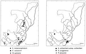 Image result for Syngonanthus poggeanus