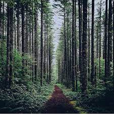  Jogja On Instagram Jogjainfo Photo By Ridwan Aws Location Hutan Pinus Kulonprogo Yogyakarta Terimakasih Atas Partisipas Fotografi Hutan Hutan Instagram