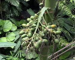 Areca Betel Nut Palm Fruits Called Areca Nuts Or Seeds Turn Orange When Ripe Betel Nut Palm Trees Are Actually Quite Common In Si Areca Nut Betel Nut Seeds