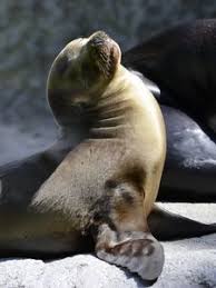 Select your phone brand and model. Fur Seal Old Mobile Cell Phone Smartphone Wallpapers Hd Desktop Backgrounds 240x320 Downloads Images And Pictures