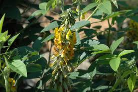 Image result for Crotalaria incana