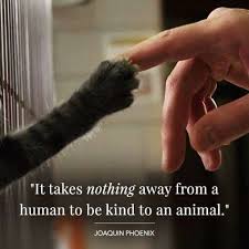 Pin By Carly Croy On Animals R People Too Phoenix Animal Animal Quotes Animal Conservation