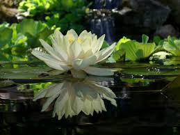 Aquascape Your Landscape The Wonder Of Waterlilies Lirio De Agua Jardim Aquatico Hortas