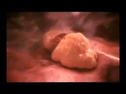 How A Baby Is Made Genesis In 3d Youtube