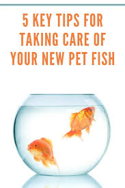 5 Key Tips For Taking Care Of Your New Pet Fish Mommy S Memo Pet Fish Take Care Of Yourself Take Care
