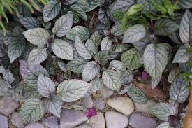 Purple waffle plant (hemigraphis alternata) displays its puckered purple and green foliage year round. Purple Waffle Plant Red Ivy Care Growing Guide