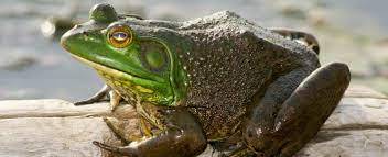 We did not find results for: American Bullfrog Missouri Department Of Conservation