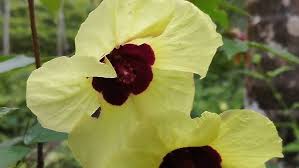 Image result for Hibiscus surattensis