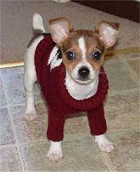 We did not find results for: Taco Terrier Dog Breed Information And Pictures Miniature Fox Terrier Taco Terrier Toy Fox Terriers