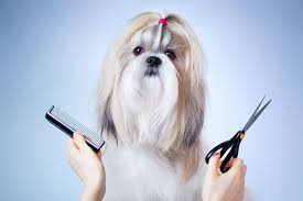 Breed characteristics are a compact, balanced body; The 7 Most Popular Haircuts For Dogs Healthypets Blog