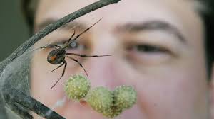 These webs can measure up to 3 feet in diameter! Garden Q A Brown Widow Spiders Are Venomous But Mostly Harmless