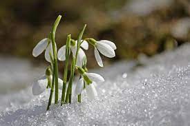 If you were lucky to be born in january, you get to share a january birth month flower with some pretty awesome celebs. January Birth Flowers Carnation And Snowdrop What Do They Mean The Old Farmer S Almanac
