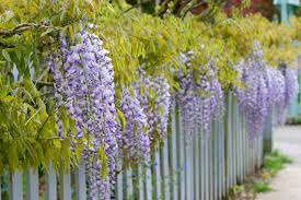 Wisteria A Fine Vine But Others Are Better Bloomers