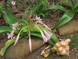 Image result for Crinum stuhlmannii