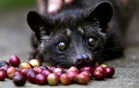 To make this pricey indonesian coffee, companies feed arabica coffee beans to civet cats. Top 10 Most Expensive Coffee In The World Kopi Luwak Coffee Civet Coffee Expensive Coffee