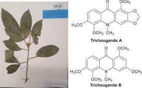 Image result for Vepris zambesiaca