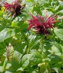 Bergamot Bee Balm Little Gardens The Balm